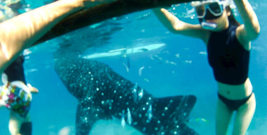 If you want to have a close encounter with exquisite marine lifeforms like the whaleshark, then dive into Oslob, Cebu. Image source: sheslouisse.com