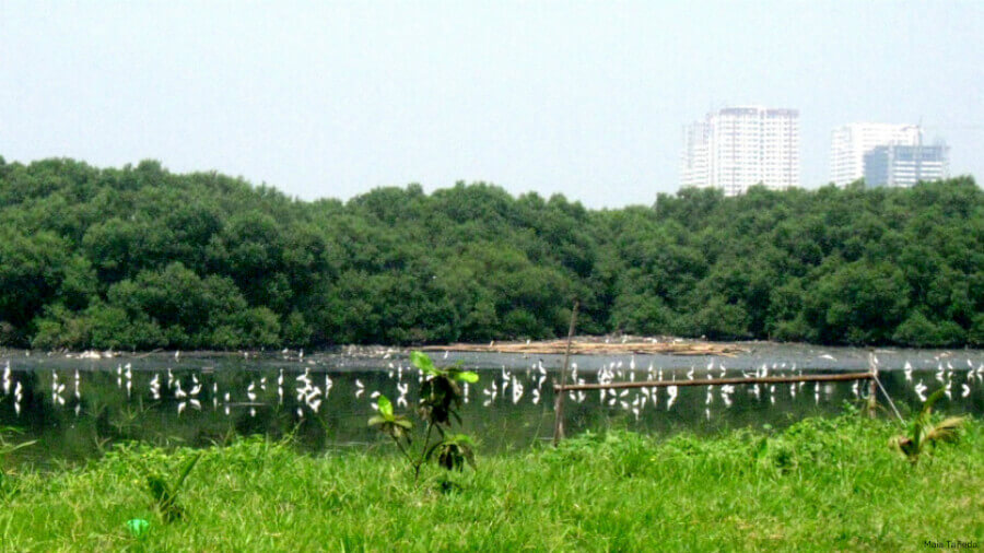 Did you know that there is a 175-hectare ecological zone secretly hidden just at the coastal boarder of Paranaque? image via gmanews.tv